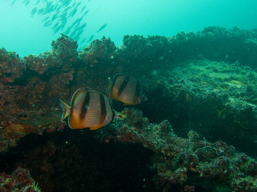 Four-banded butterflyfish (Chaetodon hoefleri) — Chaetodontidae