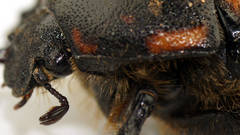 Diaphonia dispar