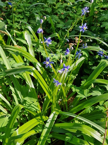 Scilla amoena