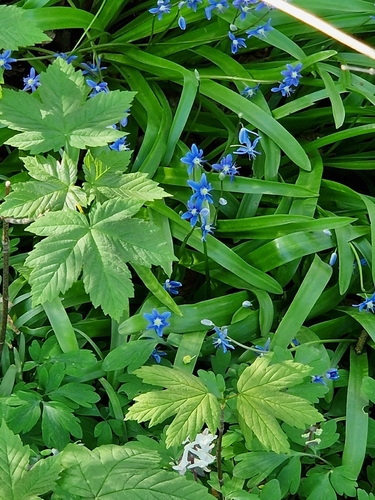 Scilla amoena