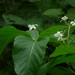 Holarrhena pubescens - Photo (c) Dinesh Valke, algunos derechos reservados (CC BY-NC-SA)