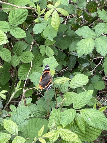 Red Admiral