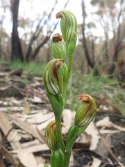 Pterostylis rubescens