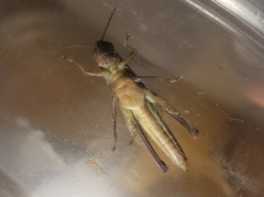 Aptenopedes sphenarioides