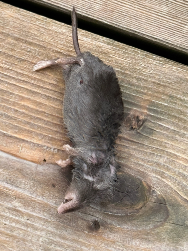 Northern Short-tailed Shrew observed by heggieastro