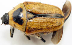 Diaphonia dispar