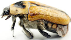 Diaphonia dispar