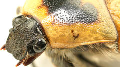 Diaphonia dispar