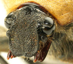 Diaphonia dispar