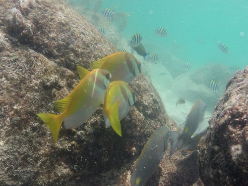 Siganus virgatus