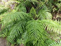 Blechnum novae-zelandiae