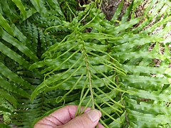 Blechnum novae-zelandiae