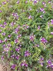 Astragalus lindheimeri