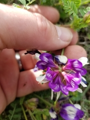 Astragalus lindheimeri