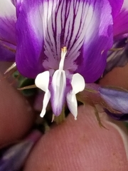 Astragalus lindheimeri