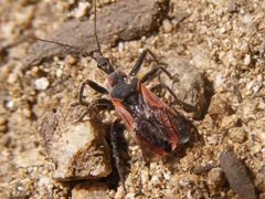 Rhynocoris ventralis