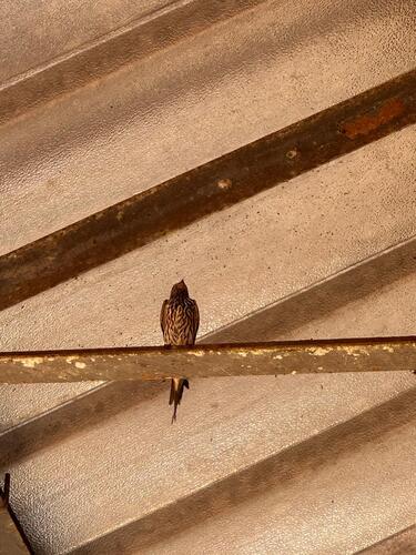 Lesser Striped Swallow