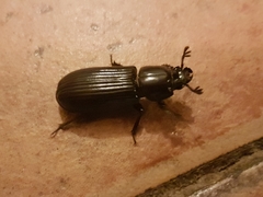 Aulacocyclus