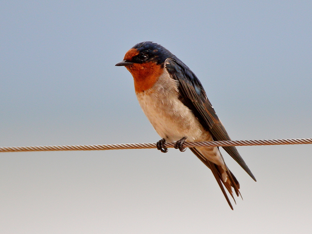 Swallow from Cairns QLD, Australia on February 24, 2019 at 0721 AM by Graham