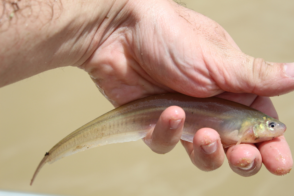 Glass Knifefish
