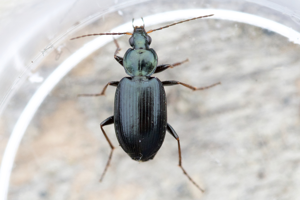 Agonum placidum