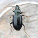 Agonum placidum - Photo (c) Owen Strickland, some rights reserved (CC BY), uploaded by Owen Strickland