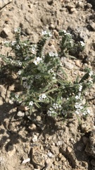 Johnstonella