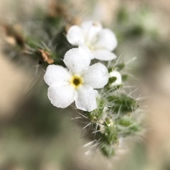 Johnstonella