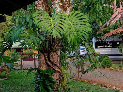 Monstera deliciosa