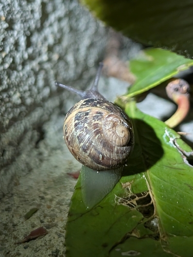 Cornu aspersum