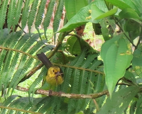 Yellow-headed Brushfinch (Atlapetes flaviceps), photo 5