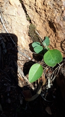 Hardenbergia violacea