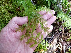 Hymenophyllum demissum