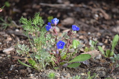 Phacelia campanularia