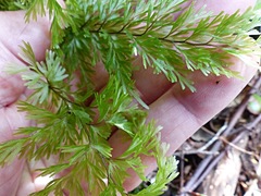 Hymenophyllum demissum