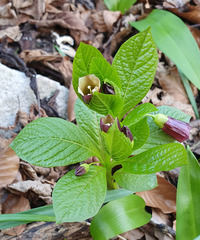 Scopolia carniolica