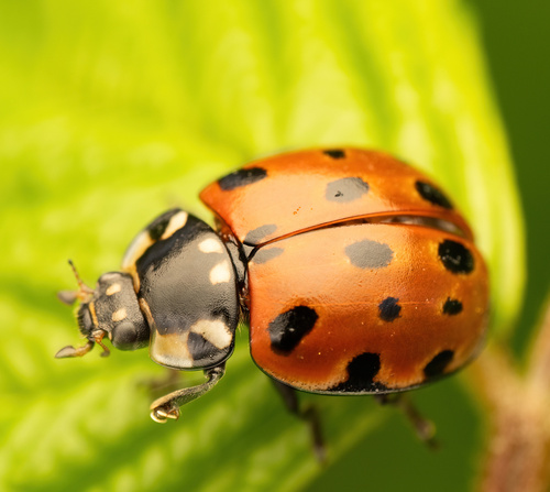 Eyed Ladybird Beetle photo 2