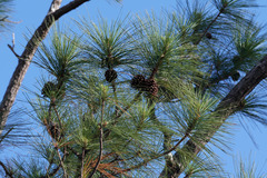Pinus caribaea