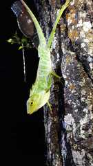 Bronchocela