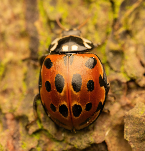 Eyed ladybird