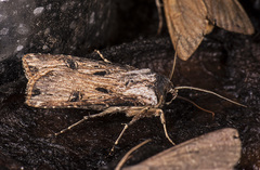 Agrotis malefida