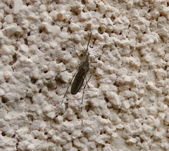 Aedes squamiger
