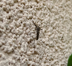 Aedes squamiger