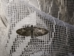 Eupithecia abbreviata