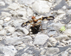 Idana marginata