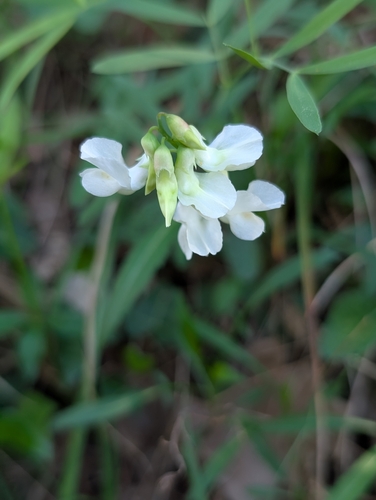 Lathyrus pannonicus, photograph 6