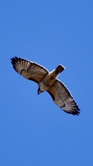 Buteo jamaicensis