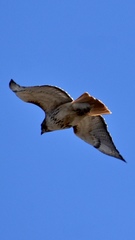 Buteo jamaicensis