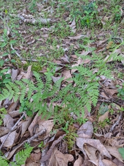 Woodsia obtusa