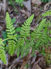 Woodsia obtusa